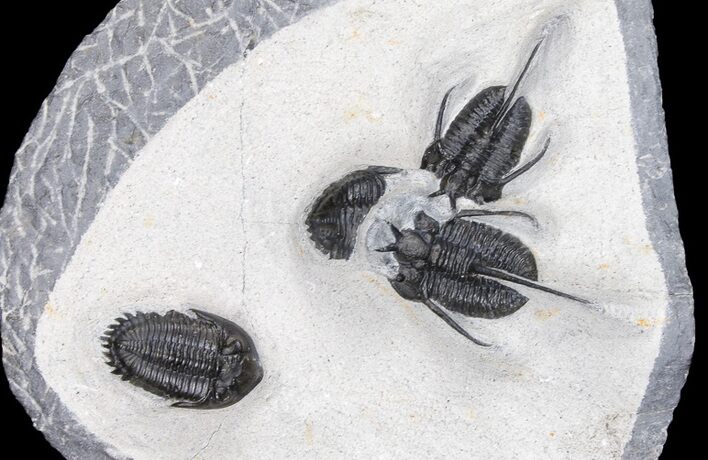 Cyphaspis Walteri & Kayserops Trilobite Cluster - Mrakib, Morocco #180865